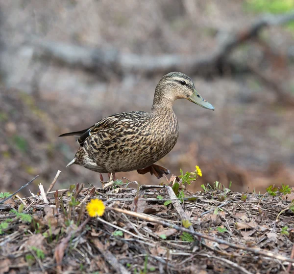 Ženské kachna v trávě kachna divoká — Stock fotografie