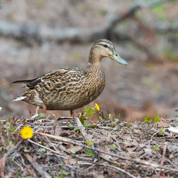 Canard femelle dans l'herbe Canards colverts — Photo