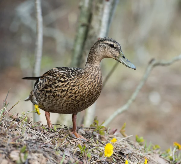 Çim yeşilbaş ördekler kadın ördek