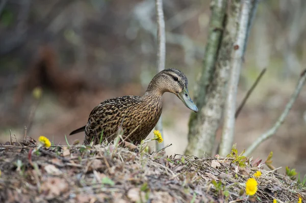 Canard femelle dans l'herbe Canards colverts — Photo