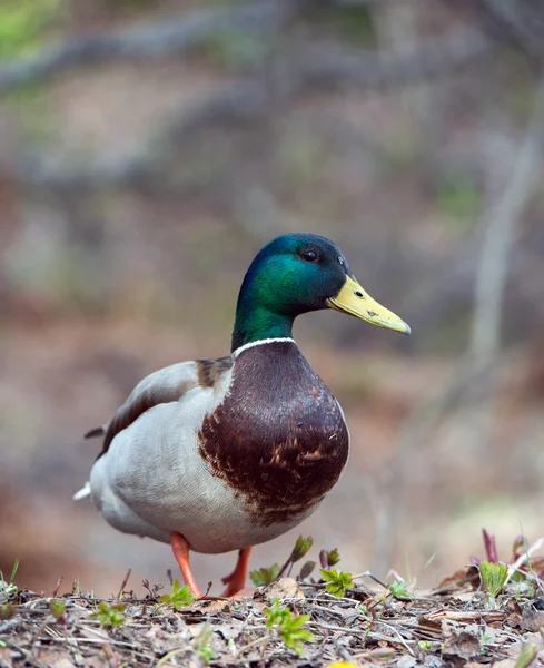 Pato hembra en hierba Mallard Ducks —  Fotos de Stock