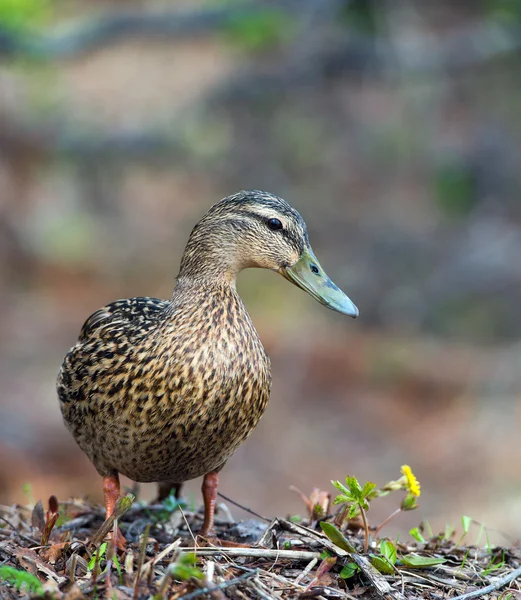 Kvinnliga anka i gräset gräsand ankor — Stockfoto