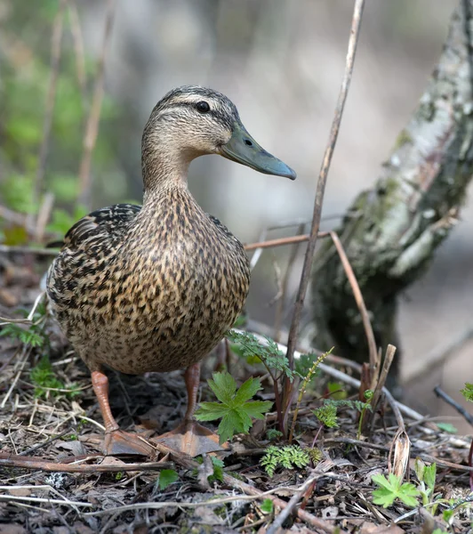 Kvinnliga anka i gräset gräsand ankor — Stockfoto