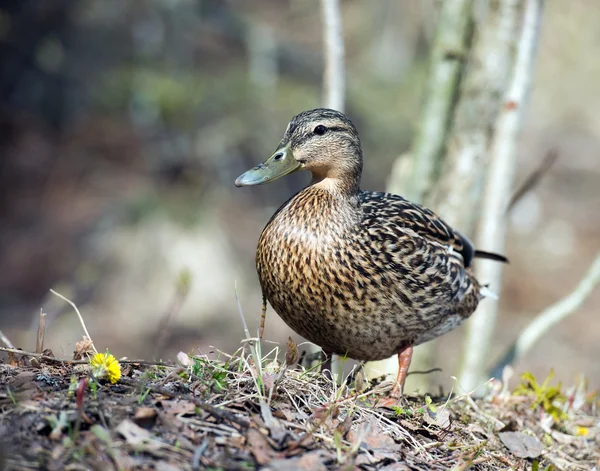 Çim yeşilbaş ördekler kadın ördek
