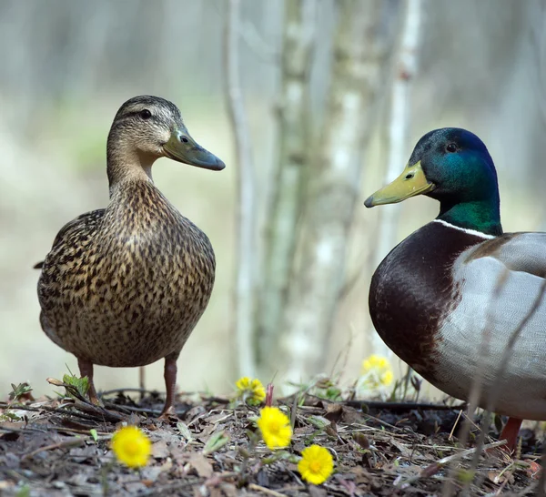 Mallard duck on a lake in Tromso — Stock Photo, Image