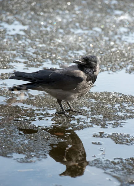 Crow chůzi po trávě a hledání potravy — Stock fotografie