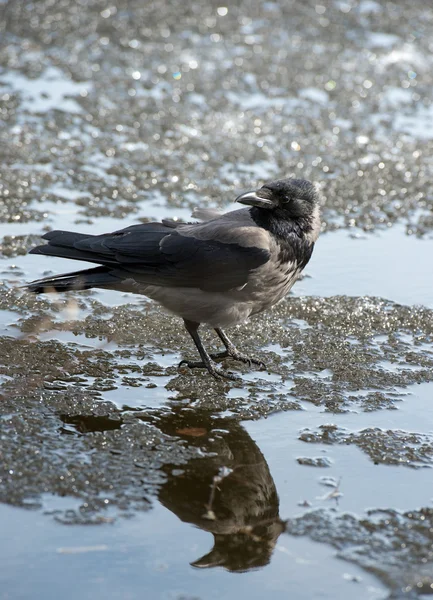 Kråka promenader genom gräset och letar efter mat — Stockfoto