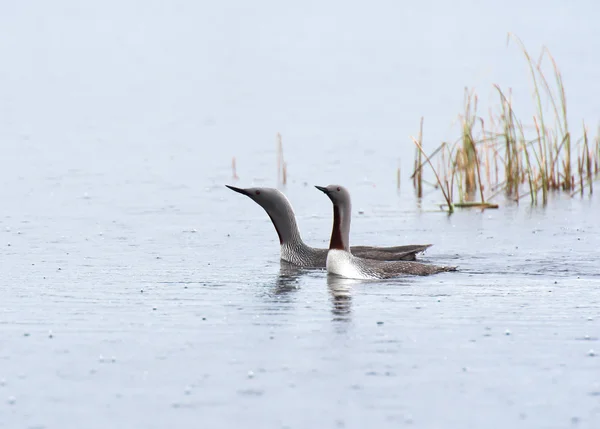 Loon rdzawogardły — Zdjęcie stockowe