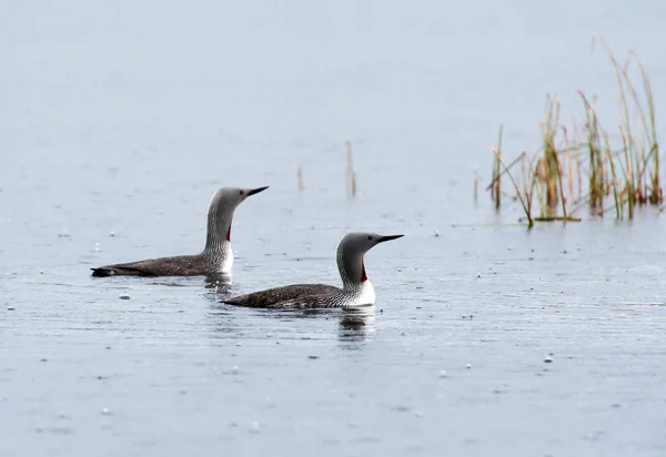 Roodkeel loon — Stockfoto