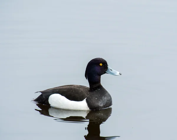 Male Tufted duck — Stock Photo, Image