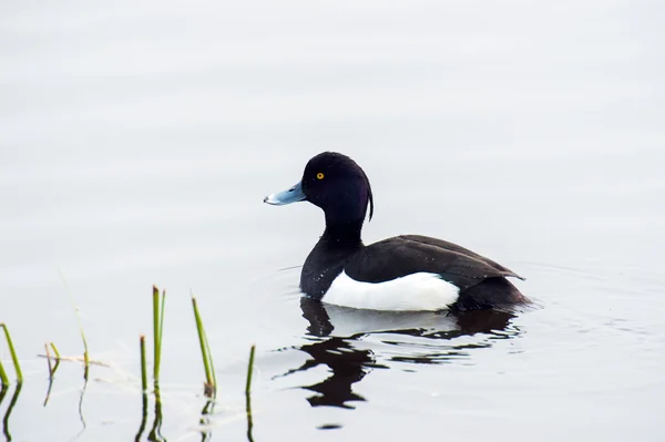 Männliche Büschelente — Stockfoto