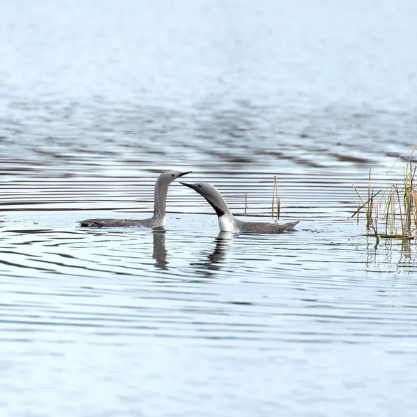 Garganta roja Loon — Foto de Stock