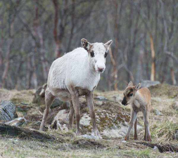 Rendieren wijfjes en kalf Rangifer dierkunde — Stockfoto