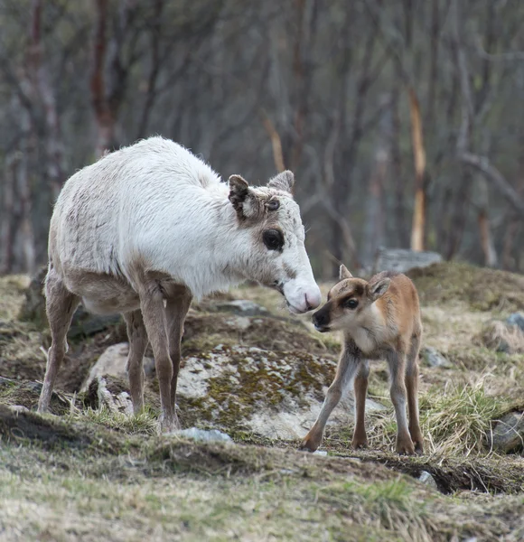 Reno hembra y ternera Rangifer tarandus 2023