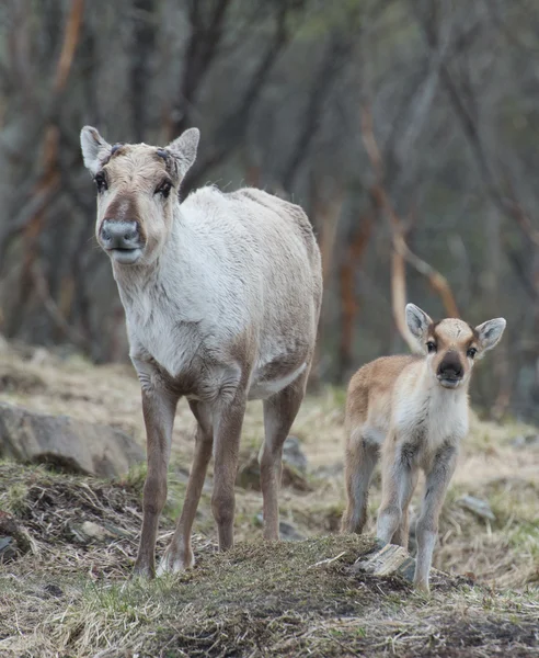 Ren geyiği erkek ve buzağı Rangifer tarandus