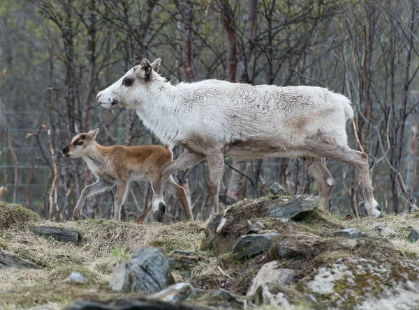 Rentierweibchen und Kalb-Rangifer-Tarandus — Stockfoto