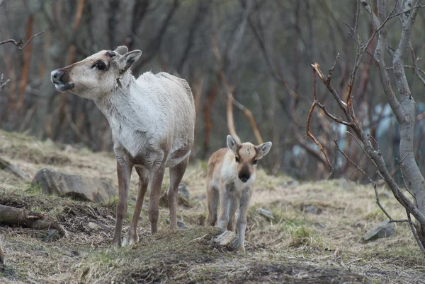Reno hembra y cría Rangifer tarandus — Foto de stock © valbel #75029173