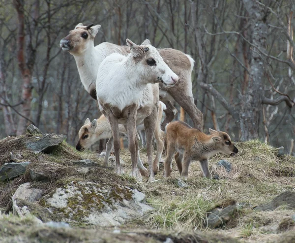 Rentierweibchen und Kalb-Rangifer-Tarandus — Stockfoto