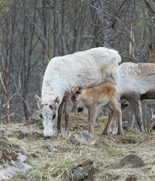 Rentierweibchen und Kalb-Rangifer-Tarandus — Stockfoto