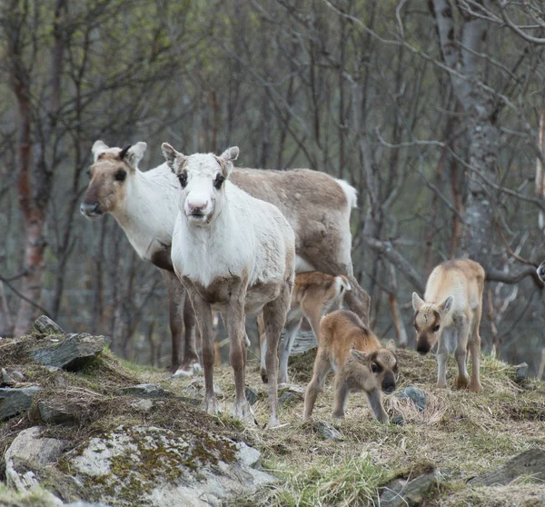 Renifer kobieta i łydki Rangifer tarandus — Zdjęcie stockowe