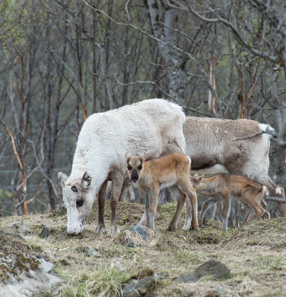 Reindeer female and calf Rangifer tarandus — Stock Photo, Image