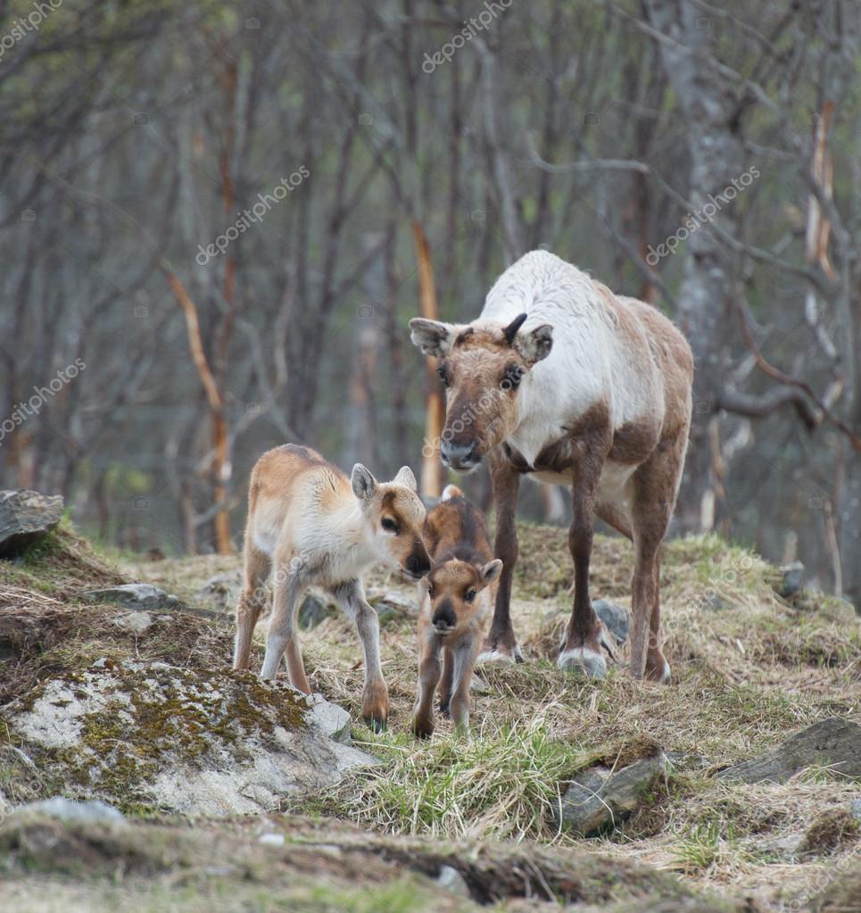 Reno hembra y ternera Rangifer tarandus: fotografía de stock © valbel