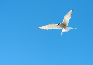 Mavi gökyüzünde uçan sumru