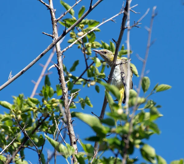 Golden oriole uppflugen i ett träd — Stockfoto