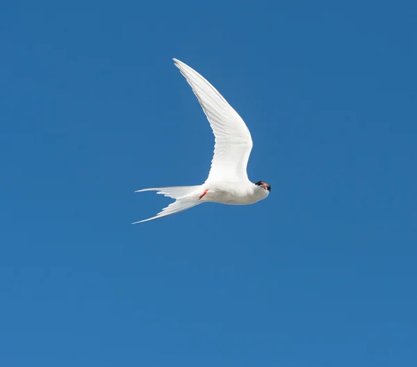 Tern flying in the blue sky — Stock Photo, Image