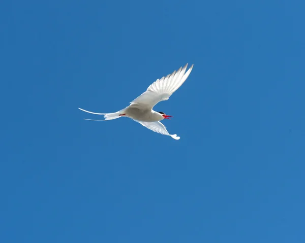 Tern flying in the blue sky — Stock Photo, Image
