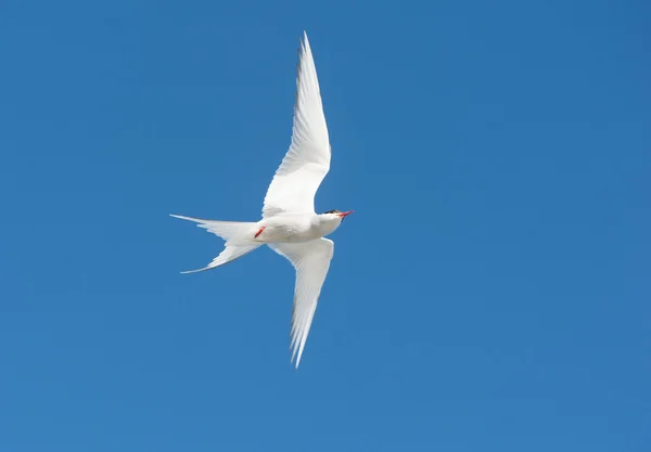 在蓝蓝的天空中飞行的燕鸥 — 图库照片