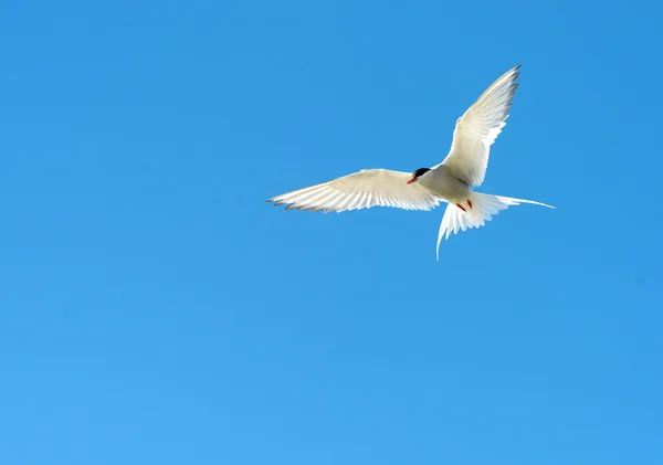 Tern flying in the blue sky — Stock Photo, Image