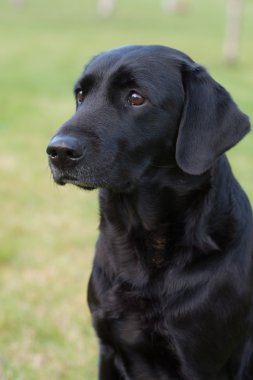 Safkan labrador retriever köpek açık havada doğa üzerinde gün yaz çayır çimen.