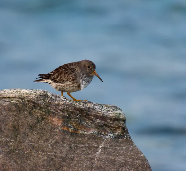 Sandpiper púrpura en la orilla del mar — Foto de Stock