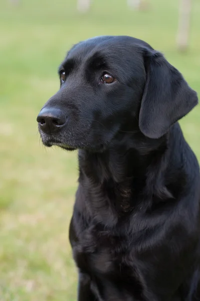 Safkan labrador retriever köpek açık havada doğa üzerinde gün yaz çayır çimen.