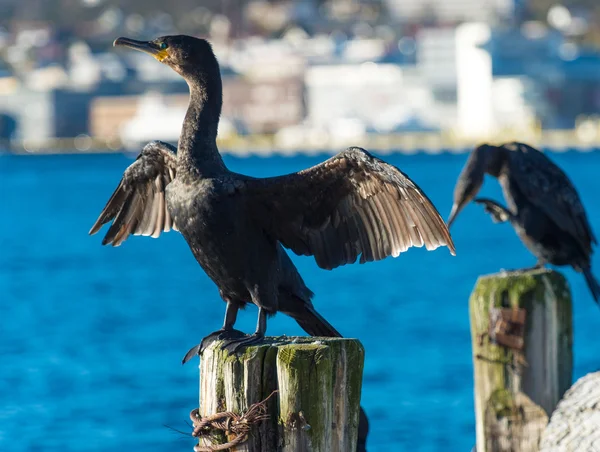 Aves aquáticas corvos-marinhos contra a cidade de Tromso — Fotografia de Stock