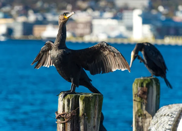 Aves acuáticas cormoranes contra la ciudad de Tromso —  Fotos de Stock