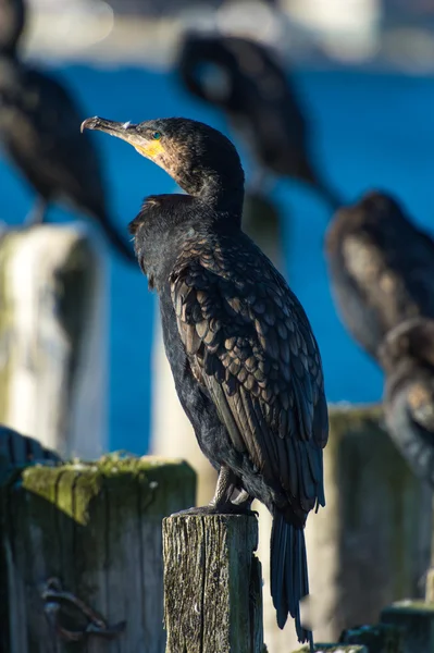 Aves aquáticas corvos-marinhos contra a cidade de Tromso — Fotografia de Stock