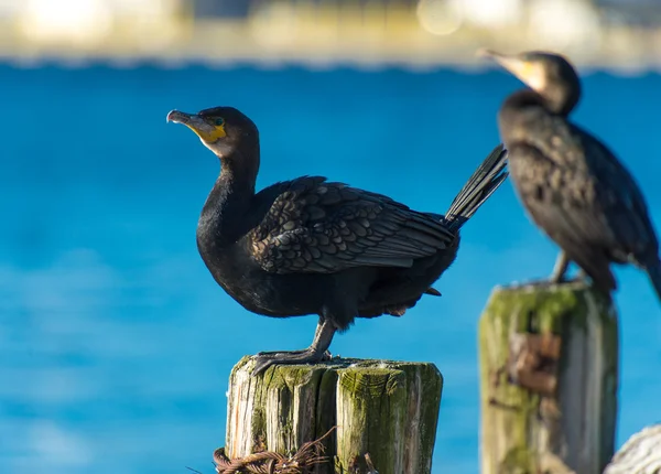 Aves aquáticas corvos-marinhos contra a cidade de Tromso — Fotografia de Stock