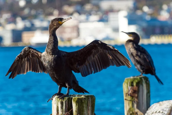 Måsar sjöfåglar mot staden Tromsö Stockbild