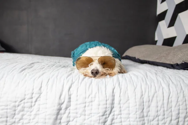 Adorable Beautiful Dog Bed Wearing Aviator Sunglasses — Stock Photo, Image