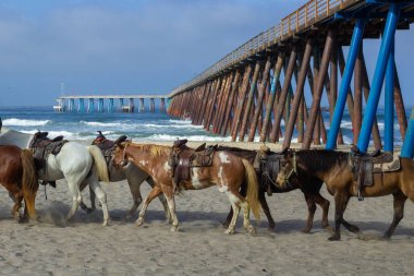 herd of horses walking under pier on the beach clipart