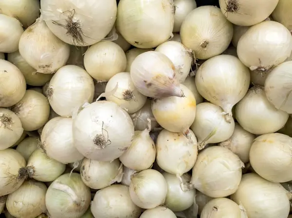Çok sayıda orta boy beyaz soğanın arka planı. Market vitrinindeki sebzelerden. Beyaz soğan soğanı hasat ediyorum..