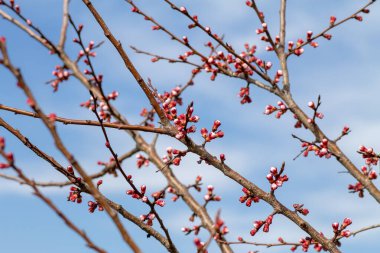 Çiçek açmadan önce ilkbaharda kayısı dalları. Beyaz kayısı çiçekleri çiçek açmaya başlar. Baharda yaprakları olmayan bir ağacın dalları.