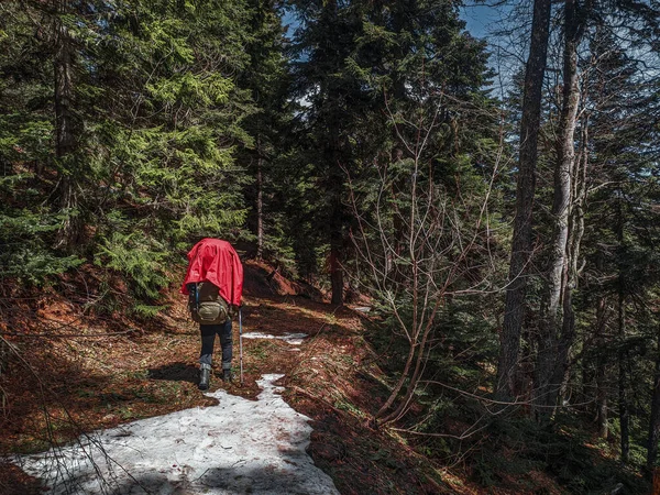 Sırt çantalı bir adam ormanda bir patika boyunca yürüyor. Ormanda yürüyüş..
