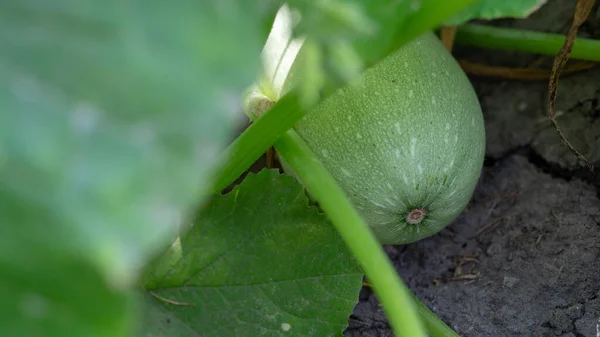 Grond Ligt Een Groene Courgette Fruit Het Groentemerg Half Bedekt — Stockfoto