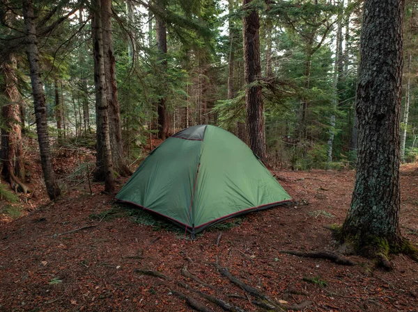 在松树下的森林里搭起了绿色的帐篷 徒步旅行时的帐篷 背景色 — 图库照片
