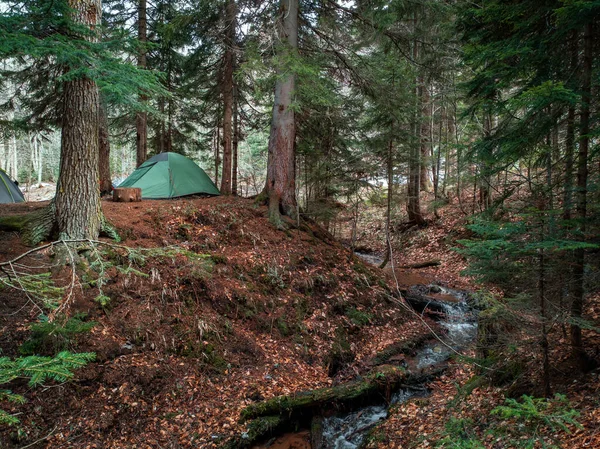 緑のテントの森の中で松の木の下に設定されます ハイキング中のトレッキングテント テントは川の隣の丘に設置されています — ストック写真