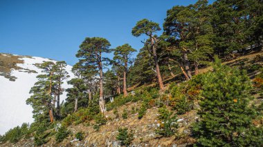 Güneşli bir yamaçta yeşil çam ağaçları, karla kaplı dağların arka planına doğru yayılıyor. Dağ manzarası.