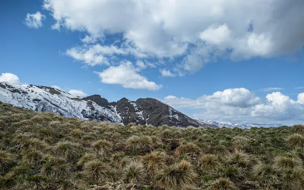 Grama Crescendo Cachos Contra Fundo Montanhas Parcialmente Coberto Neve Céu — Fotografia de Stock